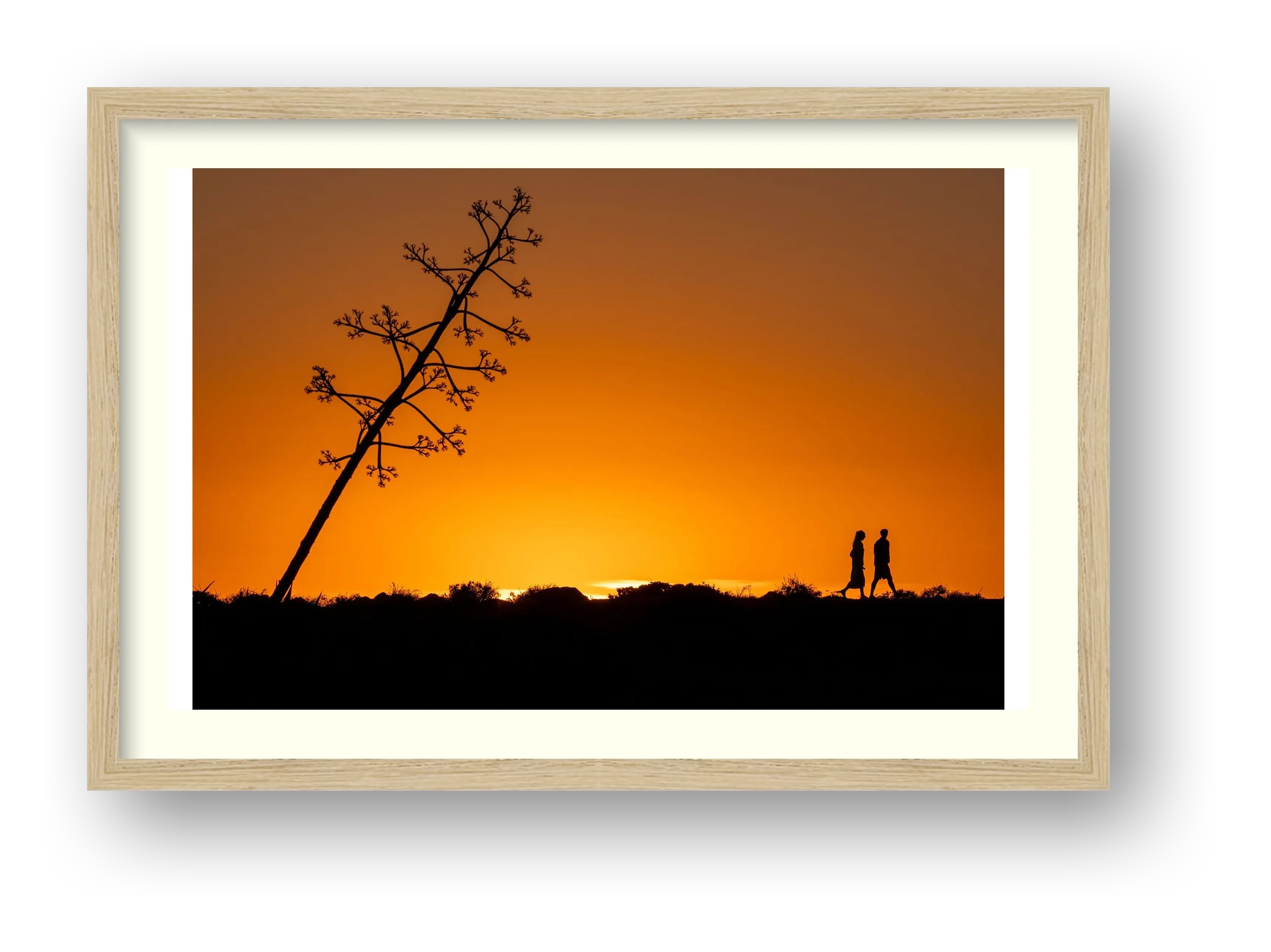 Acute Agarve — framed