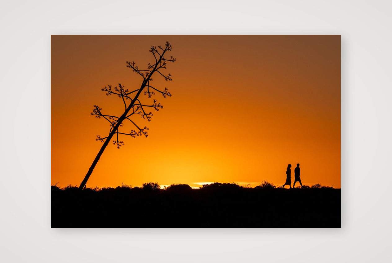 Acute Agarve — 45×30cm, 18×12" Print only