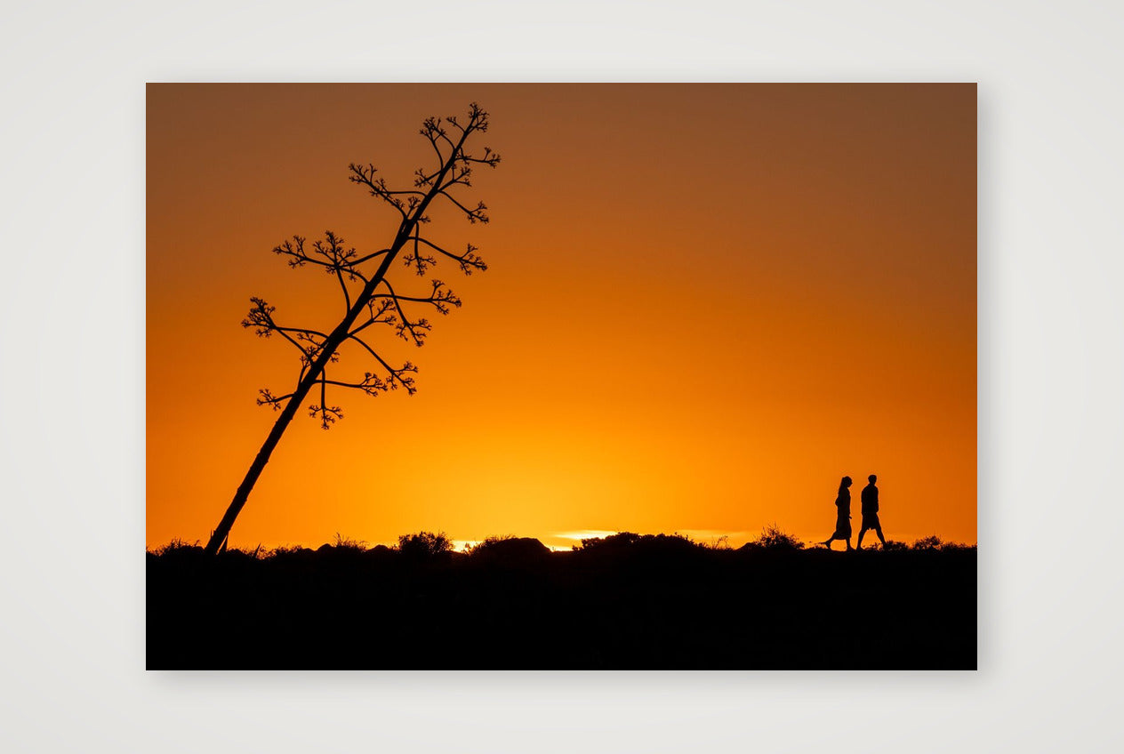 Acute Agarve — A4 (30×21cm, 12×8") Print only