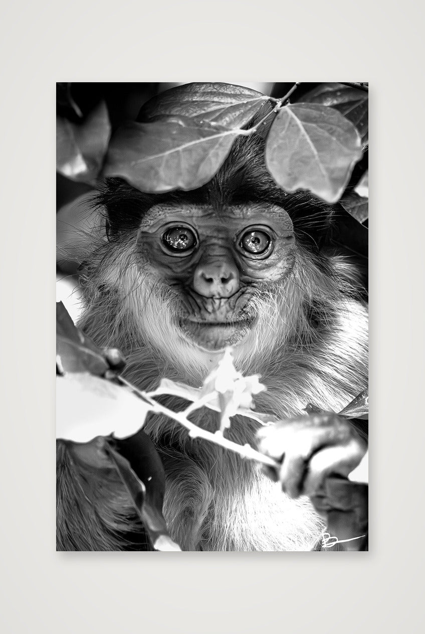 Willem — 40×60cm, 16×24" Print only