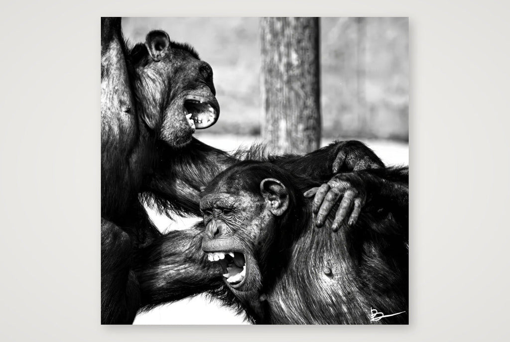 The Laughing Policemen — 40×40cm, 16×16" Print only