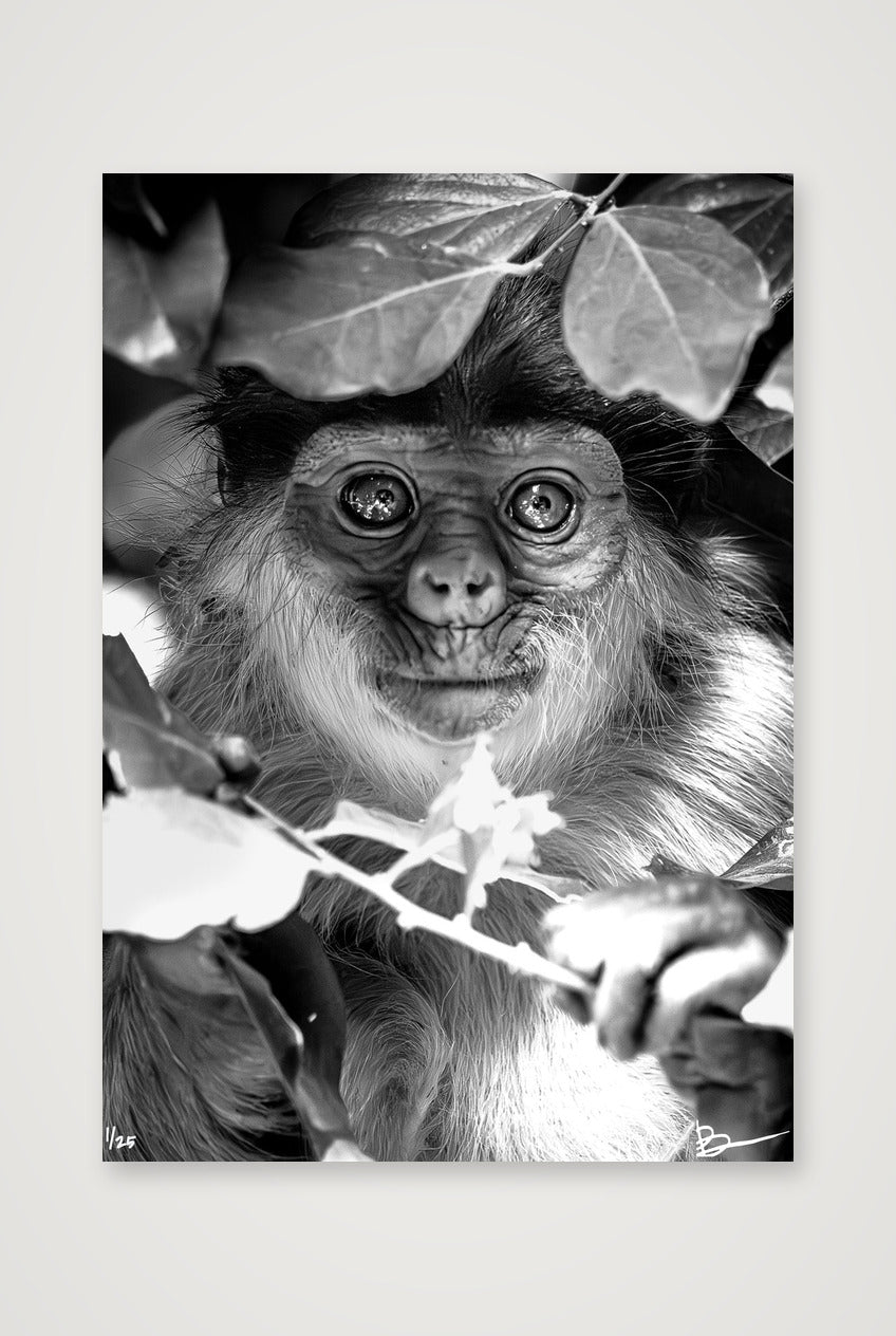 Willem — 70×100cm, 28×39" Print only